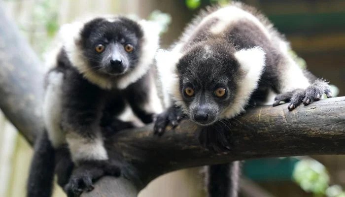 Two Endangered Lemurs Stolen From Bangladesh Found In Indian Billionaires Private Zoo