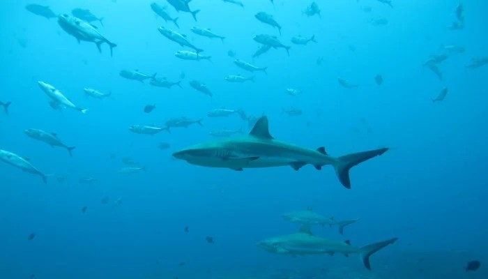 Pakistan Unveils First 10 Year National Shark Conservation Plan